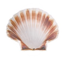 Coquille shell ø12,0cm