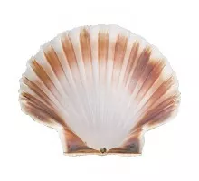 Coquille čaulas ø12,0cm