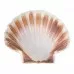 Фото Coquille shell ø12,0cm, EMGA, 814001